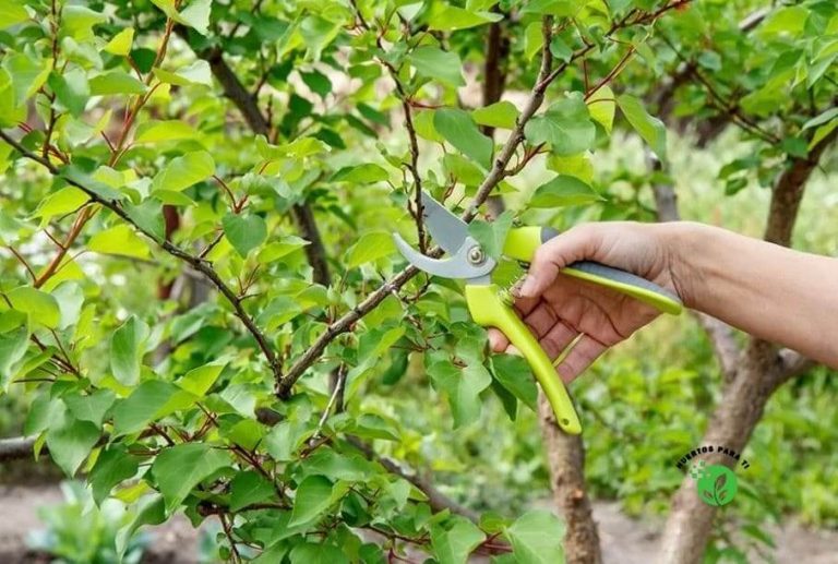 Como Y Cuando Podar Arboles Frutales HuertosParaTi