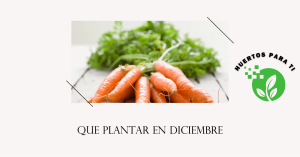 que-plantar-en-diciembre