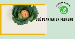 que-plantar-en-febrero