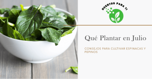 que-plantar-en-julio