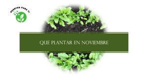 que-plantar-en-noviembre