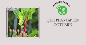 que-plantar-en-octubre