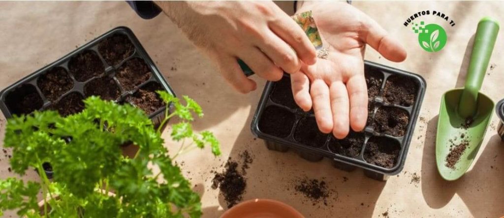 10-verduras-mas-faciles-de-cultivar