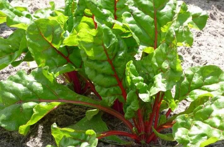 acelga-vegetal-facil-cultivar