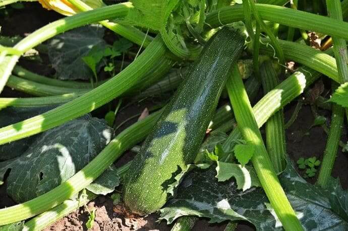 calabacin-vegetal-facil-cultivar