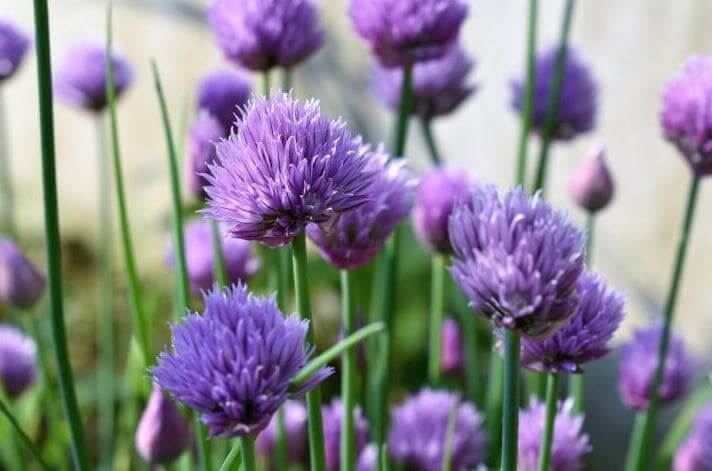 cebollino-flor-huertosparati