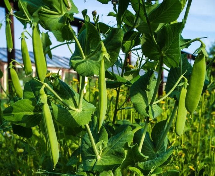 guisante-vegetal-facil-cultivar