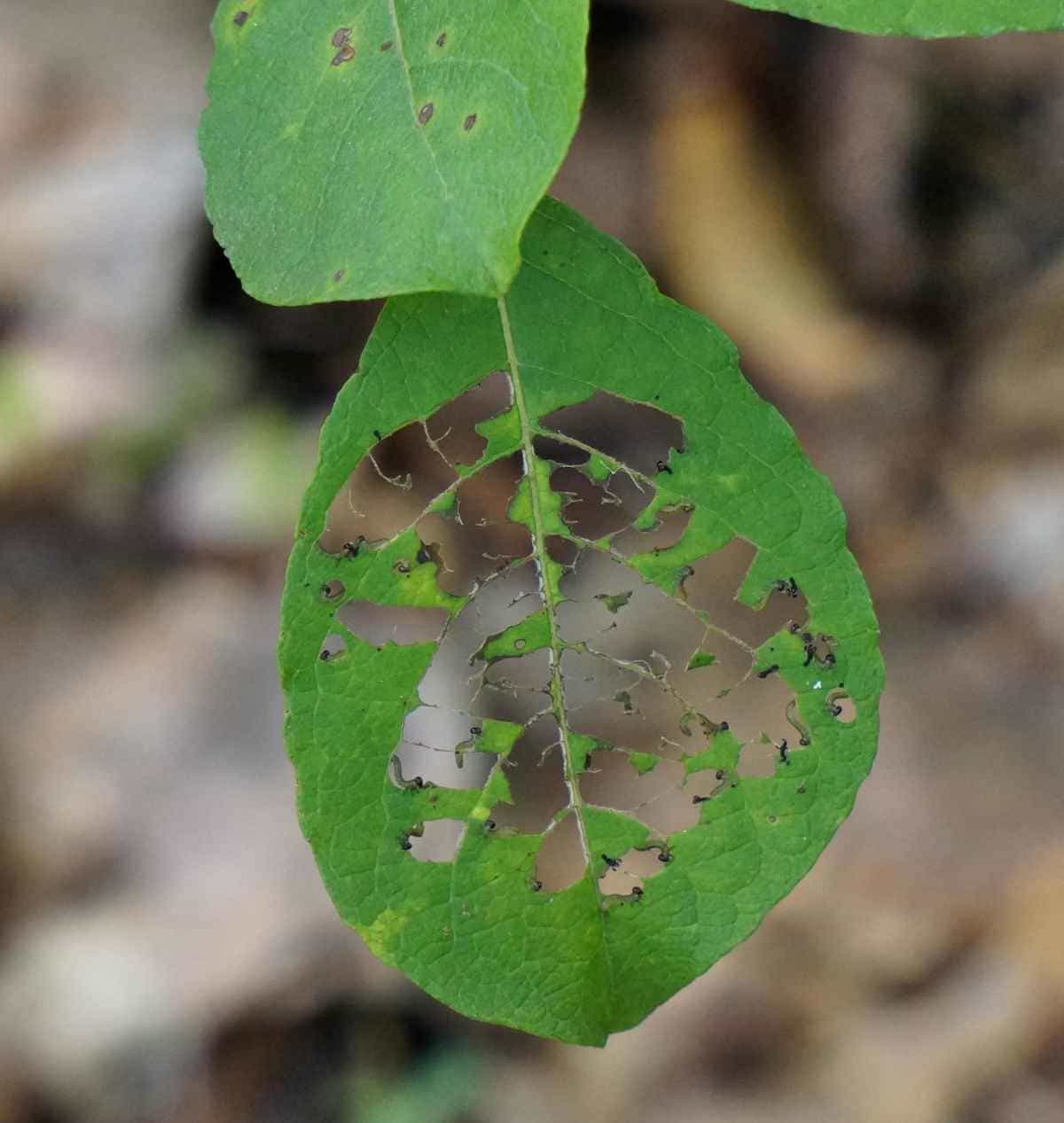 hoja-comida-gusano-cogollero