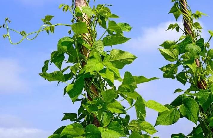 judia-verde-vegetal-facil-cultivar