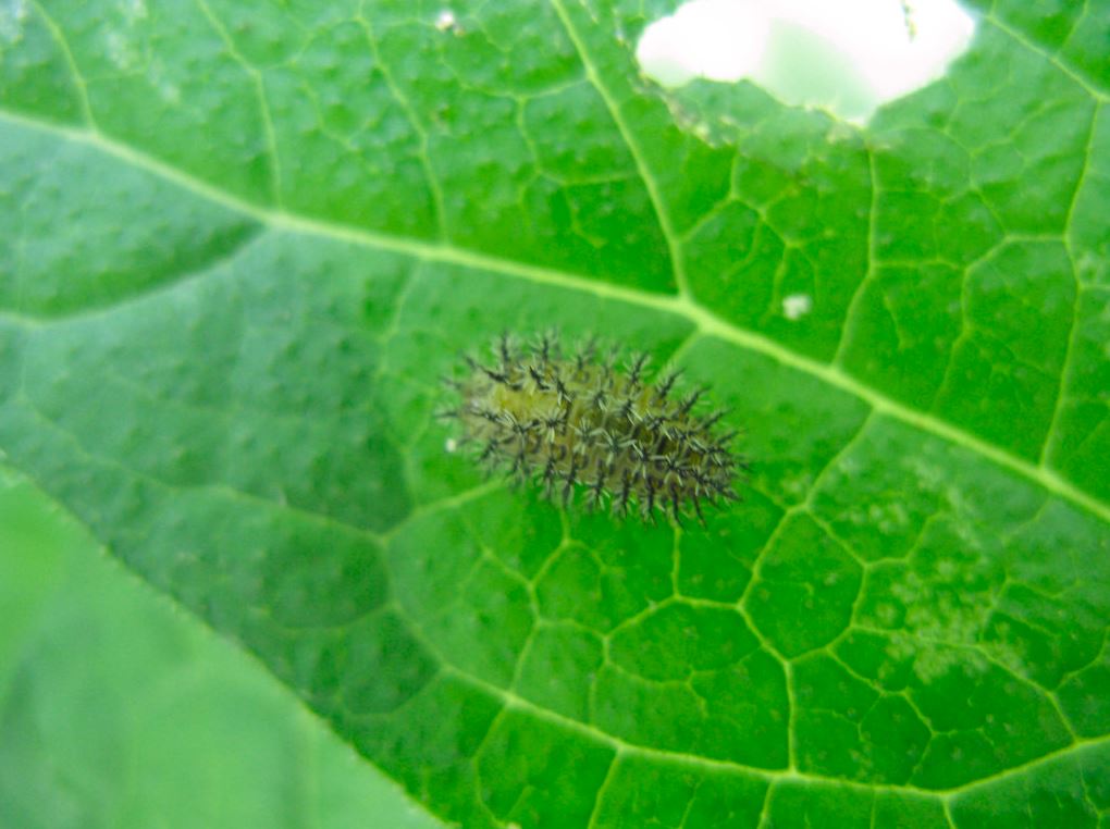 larva-de-mariquita-huertosparati