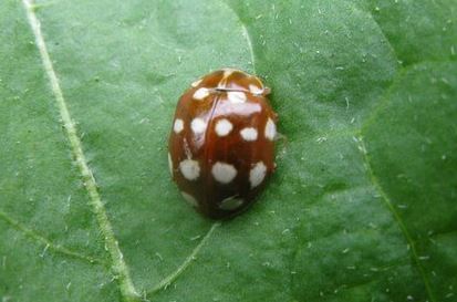 mariquita-mancha-crema-huertosparati