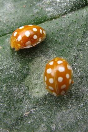 mariquita-naranja-huertosparati