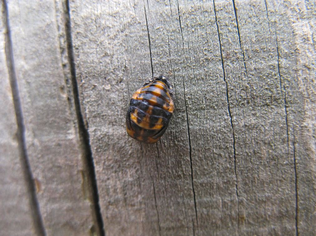 pupa-de-mariquita-huertosparati