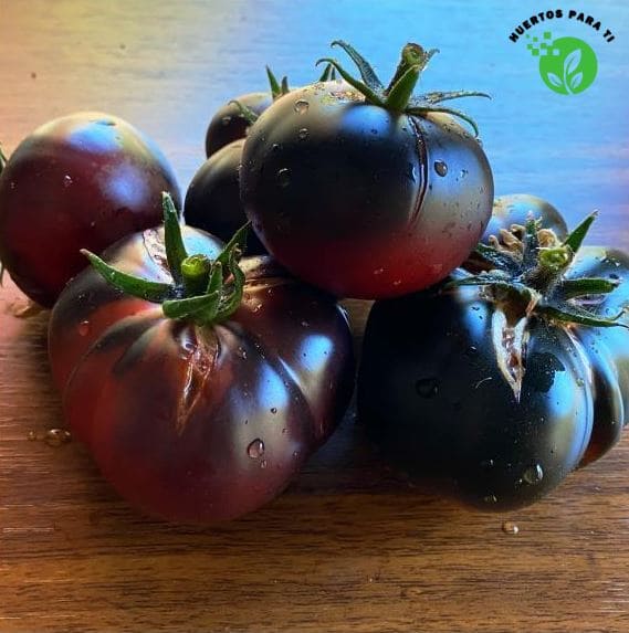 tomate-azul-huertosparati