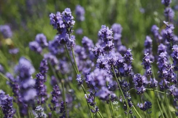 lavanda