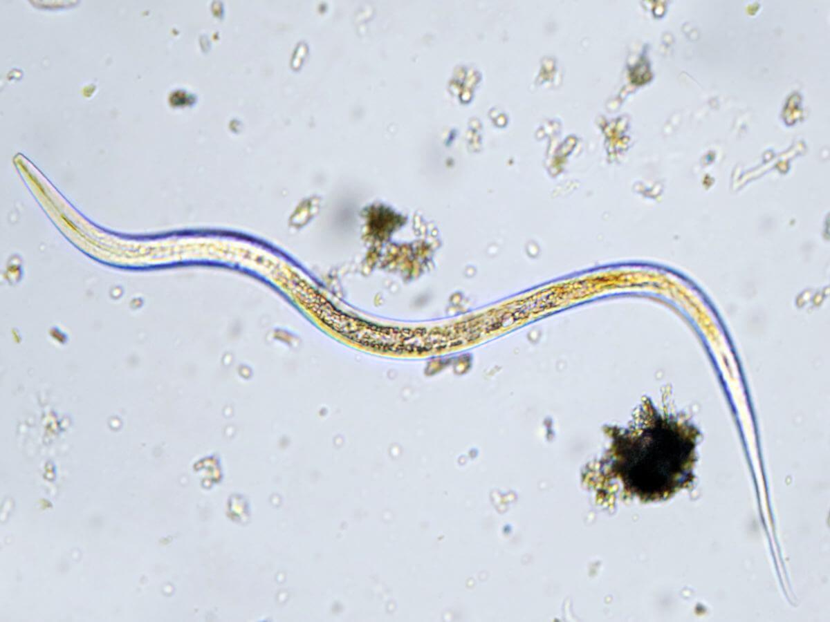 nematodos-microscopio