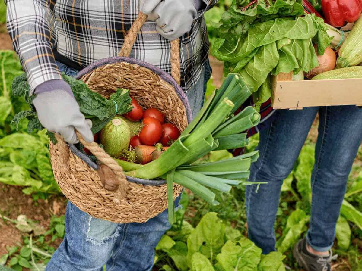 verduras-y-hortalizas-perennes