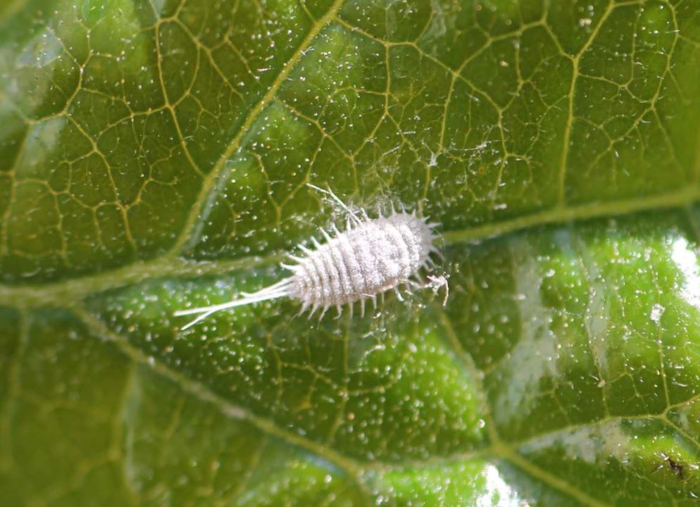 cochinilla-algodonosa-Pseudococcidae