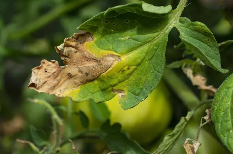 tizon-tardio-tomates