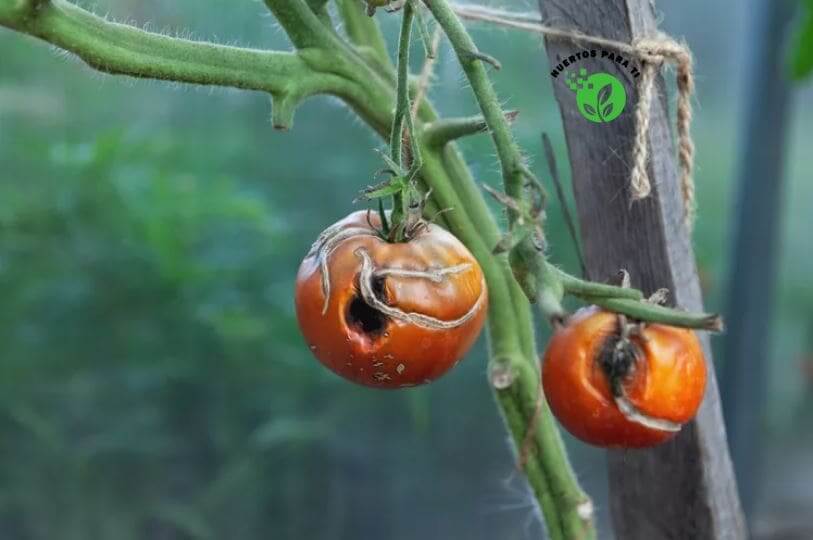 tizon-tomates-huertosparati