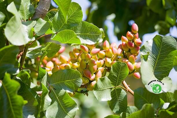 arbol-pistacho-huertosparati