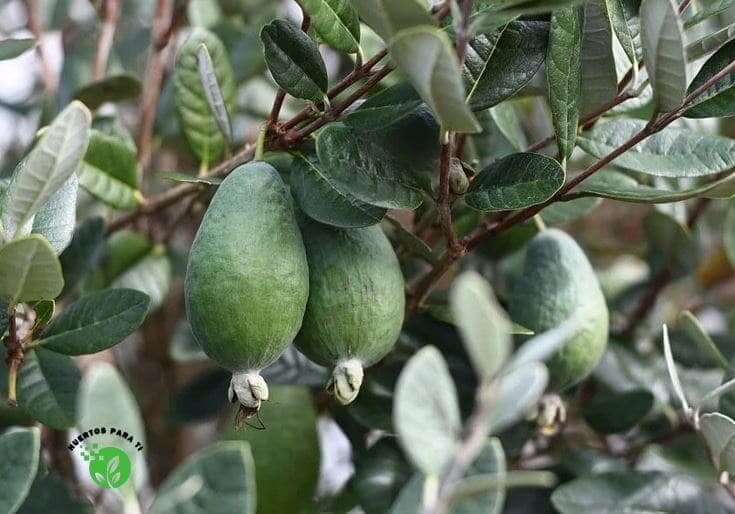 feijoa-huertosparati