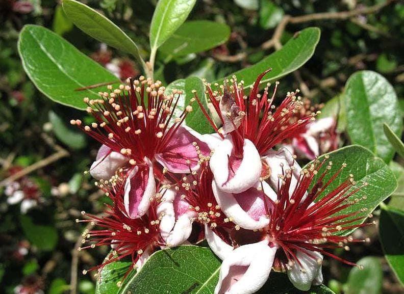 flor-feijoa